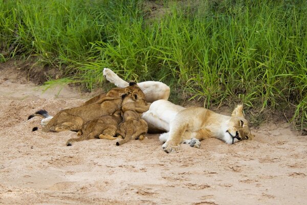 Lions lie on the sand