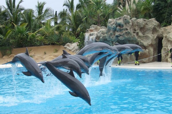 Salto de delfines al agua