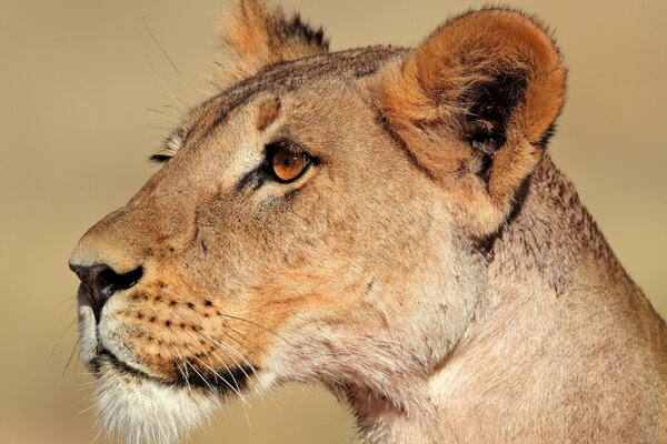 Profile of a graceful lioness