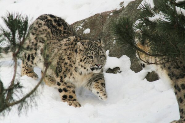 A wild cat sneaks through the snow
