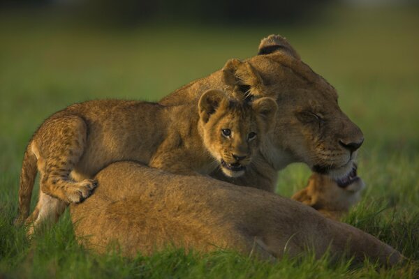 Lionne avec un petit et se trouve sur l herbe