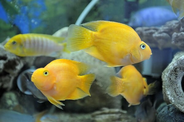 Peces de acuario amarillo entre las piedras