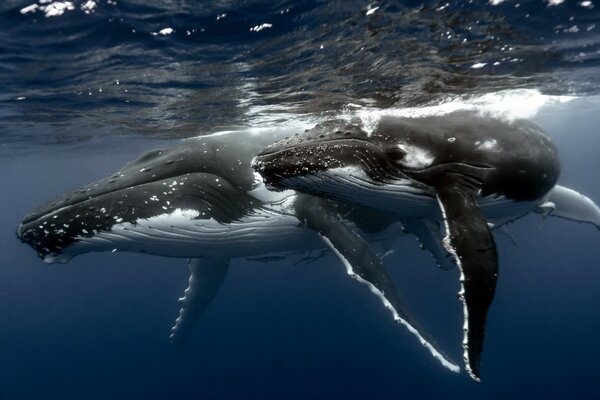 Magnificent ocean and whale while diving