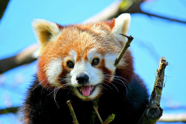 Panda rojo muestra la lengua