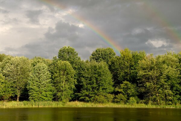 Am Himmel über dem Wald liegt ein Regenbogen nach dem Regen