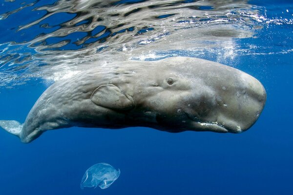 A huge sperm whale in the waters of the ocean