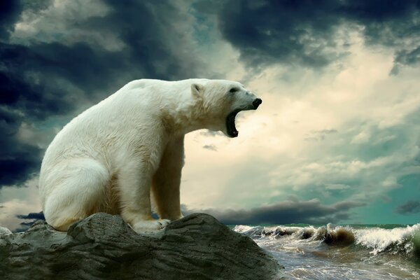 A big polar bear on a rock