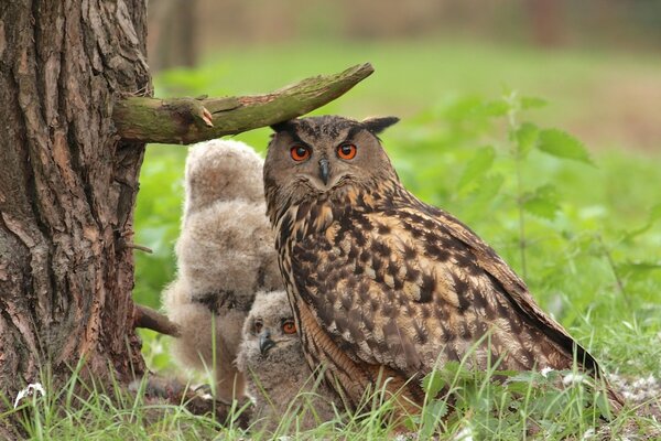 Trois hiboux et un hibou assis sous un arbre