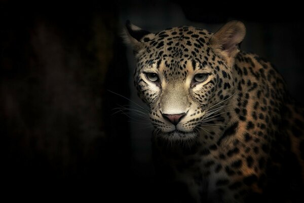 Leopardo mirando a la cámara en la oscuridad