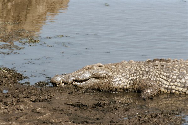 Das Krokodil liegt und wärmt sich am Ufer