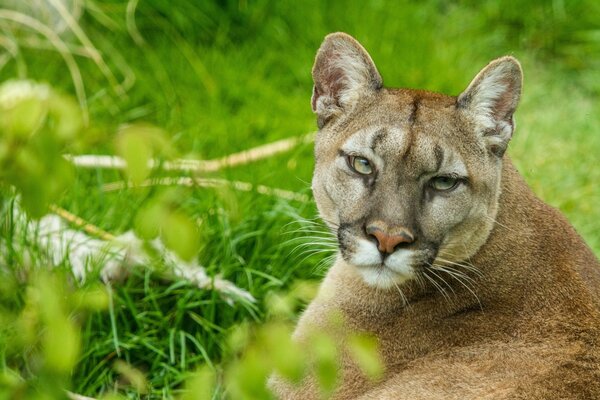 Cougar sitting on the grass