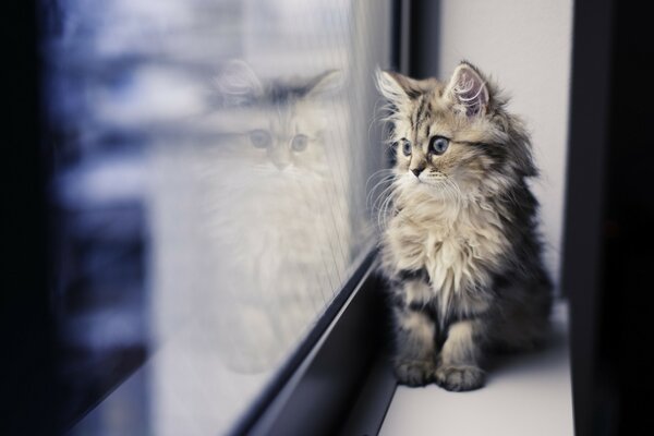 Un gato triste en un platillo Mira por la ventana