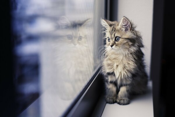 Печальный кот на поддоннике смотрит в окно