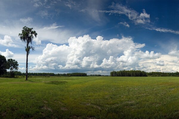 Thick clouds on the background of a lonely tree