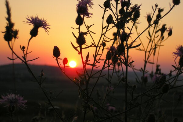 Photo of a beautiful fiery sunset and the silhouette of a plant