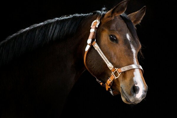 Tête de cheval sur fond sombre