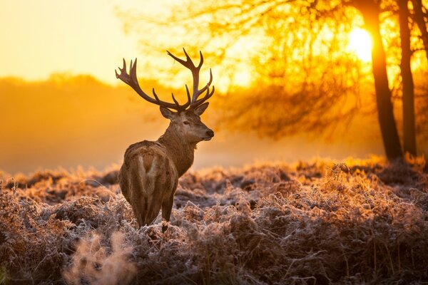 Horned deer in a fiery sunset