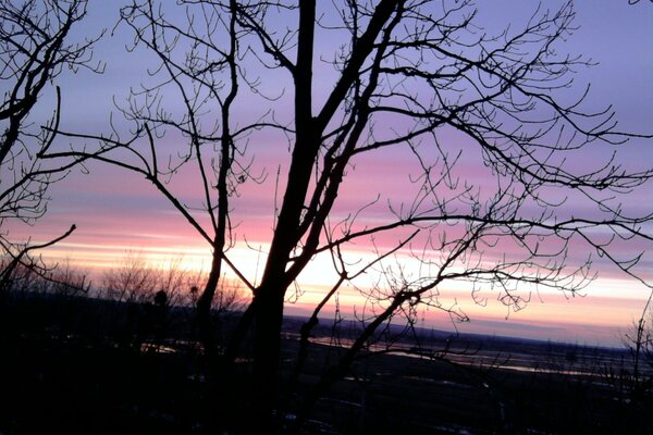 Albero su sfondo tramonto viola