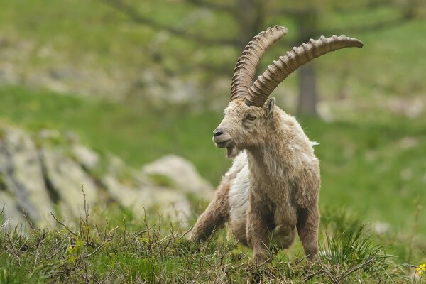 Capra con lunghe corna