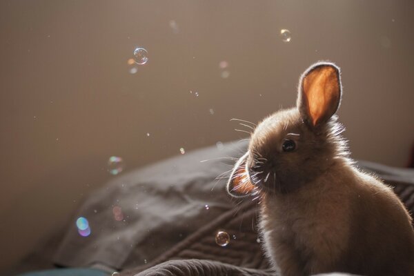 Kaninchen auf dem Hintergrund von Seifenblasen