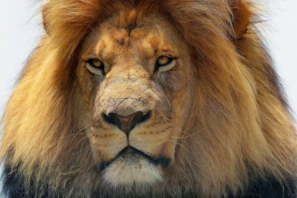 Der König der Tiere ist ein Löwe in seiner ganzen Pracht