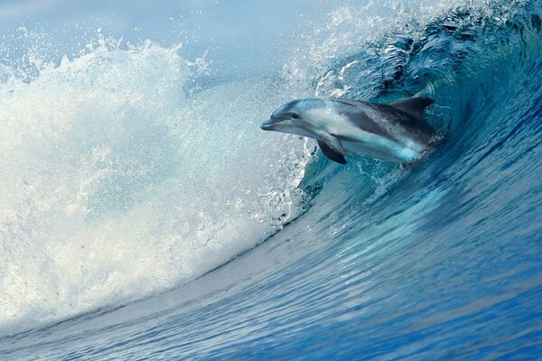 Dolphin and the sea there is a wave