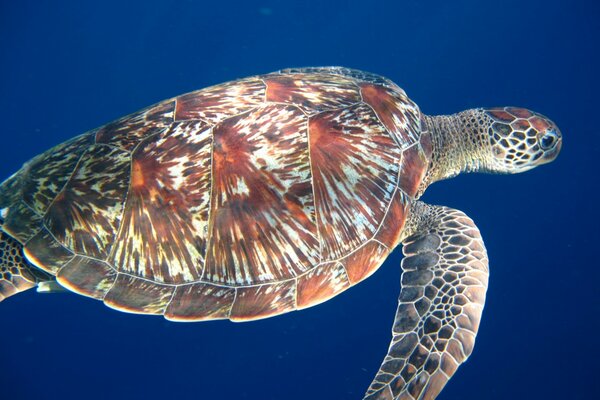 Sea turtle swims in the ocean