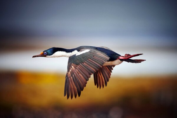 Un bellissimo uccello agita un ala