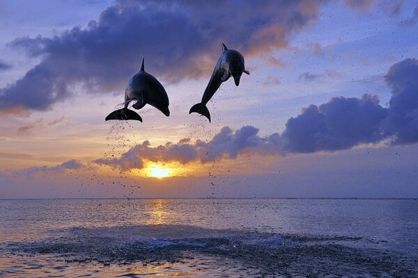 A couple of frolicking dolphins at sunset