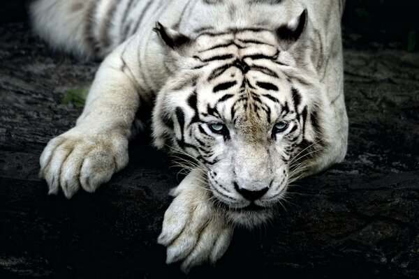 Tigre enojado y salvaje