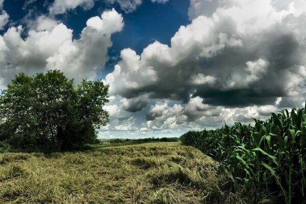 Campo de maíz y nubes cumulonimbus