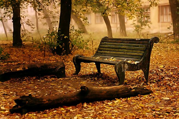 Bench in the autumn park