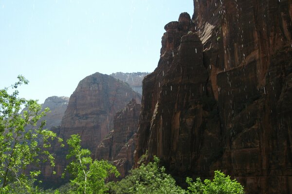 Grand Canyon in Amerika. Grüne Blätter