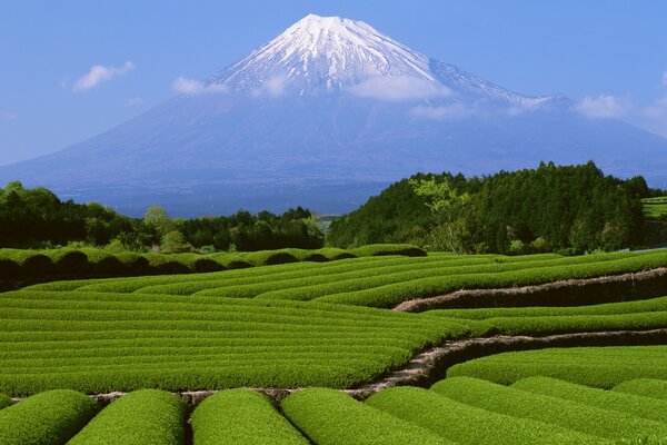 Monte Fuji japonés y hermosos arbustos verdes