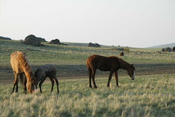 Estepa de Oremburgo con caballos comiendo hierba