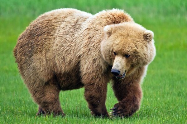 A brown bear in a clearing growls