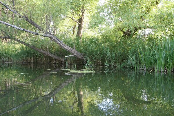 Trees and reeds are reflected in the water