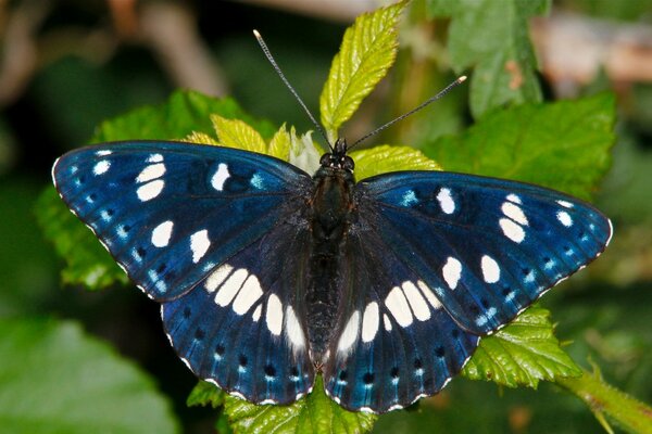 Blauer Schmetterling mit weißem Ornament auf Gras