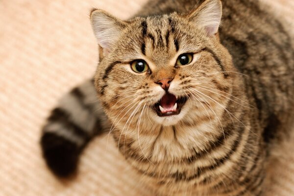 Le chat est en colère et donne des dents