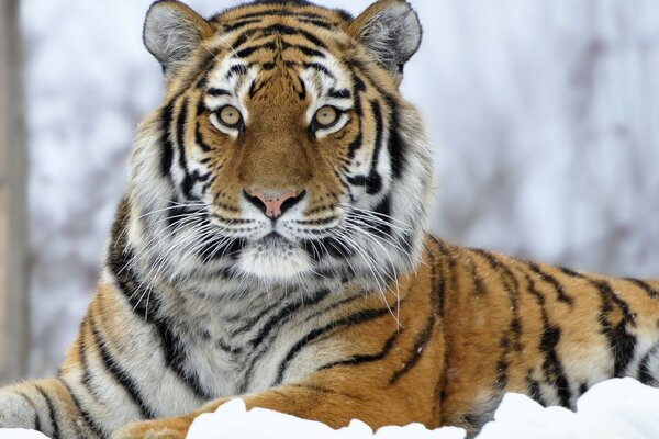 Tiger liegt im Schnee