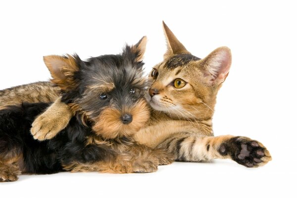 Yorkshire terrier lies in an embrace with a cat