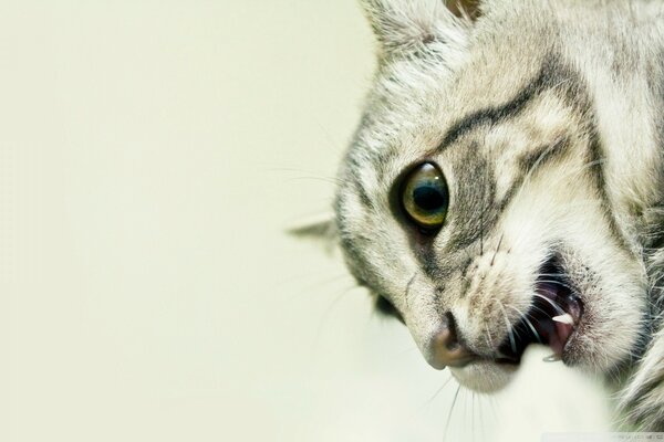 Gato furioso se prepara para atacar