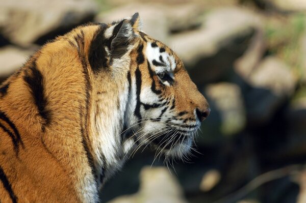 Bella testa di tigre di profilo