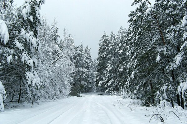 Winter road among snow-covered trees