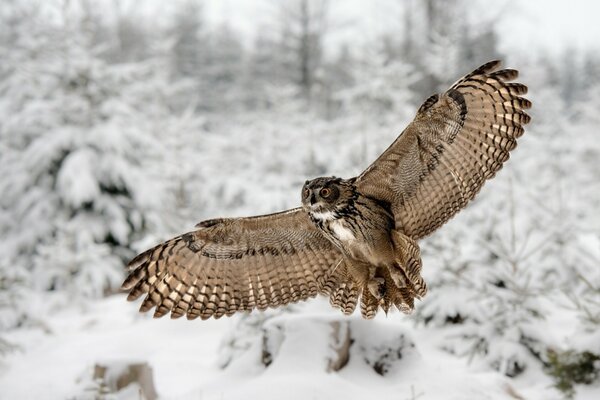 The owl opened its wings in winter