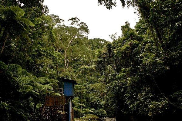 Palm trees in the jungle of green spaces