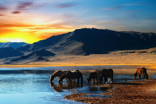 A herd of horses drinks water at sunset