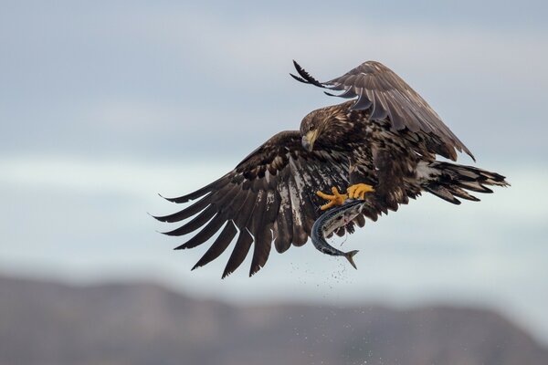 A huge eagle drops a fish