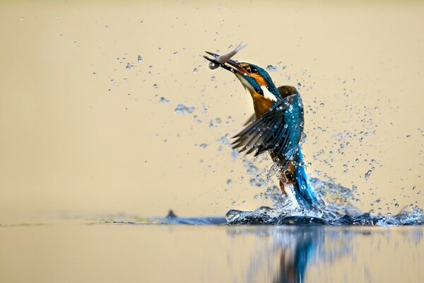 Hermoso pájaro con una captura en el pico