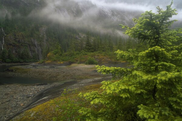 Brouillard épais sur la rivière en Alaska